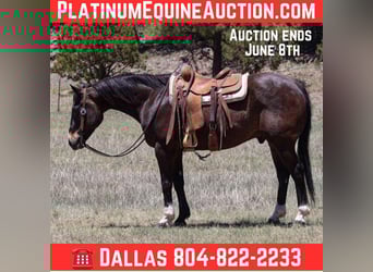 American Quarter Horse, Ruin, 10 Jaar, 152 cm, Roodbruin