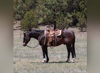 American Quarter Horse, Ruin, 10 Jaar, 152 cm, Roodbruin