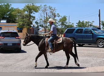 American Quarter Horse, Ruin, 10 Jaar, 152 cm, Roodbruin
