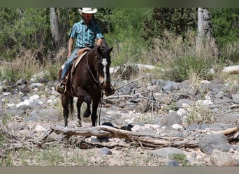 American Quarter Horse, Ruin, 10 Jaar, 152 cm, Roodbruin
