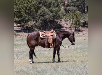 American Quarter Horse, Ruin, 10 Jaar, 152 cm, Roodbruin
