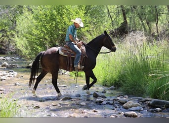 American Quarter Horse, Ruin, 10 Jaar, 152 cm, Roodbruin