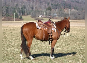 American Quarter Horse, Ruin, 10 Jaar, 152 cm, Roodbruin