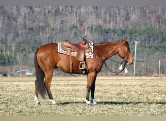 American Quarter Horse, Ruin, 10 Jaar, 152 cm, Roodbruin