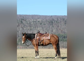 American Quarter Horse, Ruin, 10 Jaar, 152 cm, Roodbruin