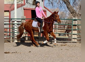 American Quarter Horse, Ruin, 10 Jaar, 152 cm, Roodvos