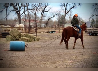 American Quarter Horse, Ruin, 10 Jaar, 152 cm, Roodvos