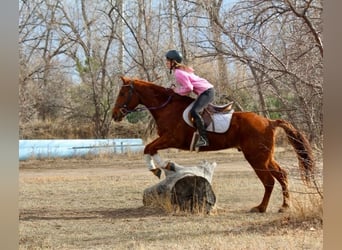 American Quarter Horse, Ruin, 10 Jaar, 152 cm, Roodvos