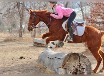 American Quarter Horse, Ruin, 10 Jaar, 152 cm, Roodvos