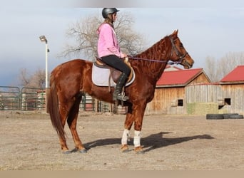 American Quarter Horse, Ruin, 10 Jaar, 152 cm, Roodvos