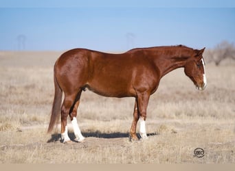 American Quarter Horse, Ruin, 10 Jaar, 152 cm, Roodvos