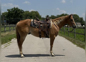 American Quarter Horse, Ruin, 10 Jaar, 152 cm, Roodvos