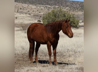 American Quarter Horse, Ruin, 10 Jaar, 152 cm, Roodvos