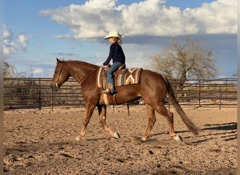 American Quarter Horse, Ruin, 10 Jaar, 152 cm, Roodvos