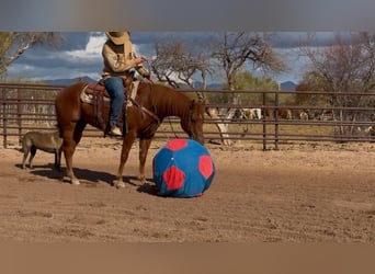 American Quarter Horse, Ruin, 10 Jaar, 152 cm, Roodvos