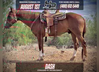 American Quarter Horse, Ruin, 10 Jaar, 152 cm, Roodvos