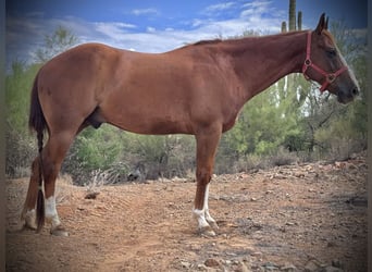 American Quarter Horse, Ruin, 10 Jaar, 152 cm, Roodvos