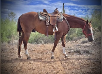 American Quarter Horse, Ruin, 10 Jaar, 152 cm, Roodvos