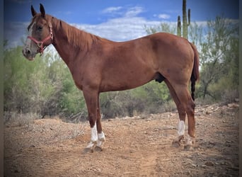 American Quarter Horse, Ruin, 10 Jaar, 152 cm, Roodvos