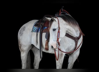 American Quarter Horse, Ruin, 10 Jaar, 152 cm, Schimmel