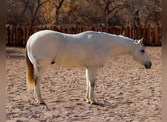 American Quarter Horse, Ruin, 10 Jaar, 152 cm, Schimmel