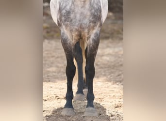 American Quarter Horse, Ruin, 10 Jaar, 152 cm, Schimmel
