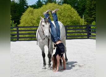 American Quarter Horse, Ruin, 10 Jaar, 152 cm, Schimmel