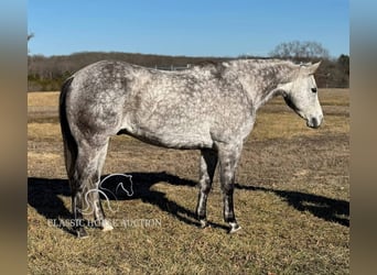 American Quarter Horse, Ruin, 10 Jaar, 152 cm, Schimmel