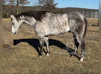 American Quarter Horse, Ruin, 10 Jaar, 152 cm, Schimmel