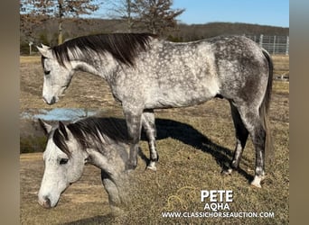 American Quarter Horse, Ruin, 10 Jaar, 152 cm, Schimmel