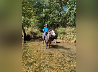 American Quarter Horse, Ruin, 10 Jaar, 152 cm, Schimmel