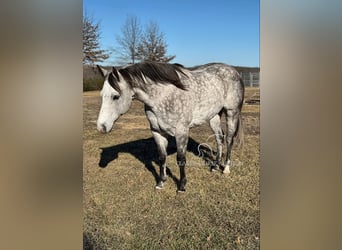 American Quarter Horse, Ruin, 10 Jaar, 152 cm, Schimmel
