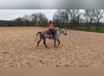 American Quarter Horse, Ruin, 10 Jaar, 152 cm, Schimmel