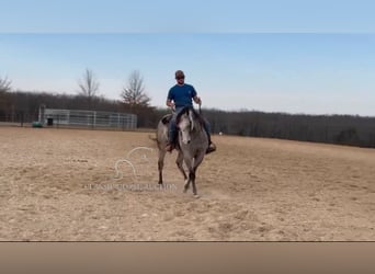 American Quarter Horse, Ruin, 10 Jaar, 152 cm, Schimmel