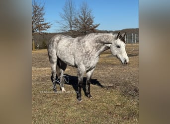American Quarter Horse, Ruin, 10 Jaar, 152 cm, Schimmel