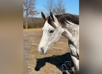American Quarter Horse, Ruin, 10 Jaar, 152 cm, Schimmel