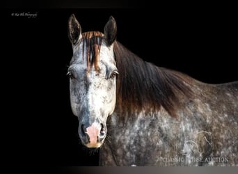 American Quarter Horse, Ruin, 10 Jaar, 152 cm, Schimmel