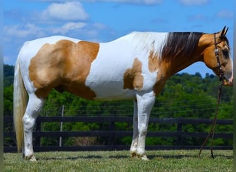 American Quarter Horse, Ruin, 10 Jaar, 152 cm, Tobiano-alle-kleuren