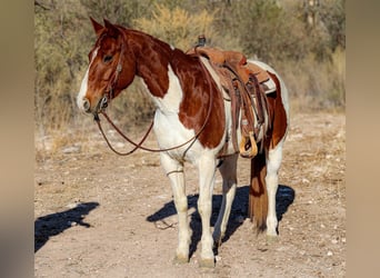 American Quarter Horse, Ruin, 10 Jaar, 152 cm, Tobiano-alle-kleuren