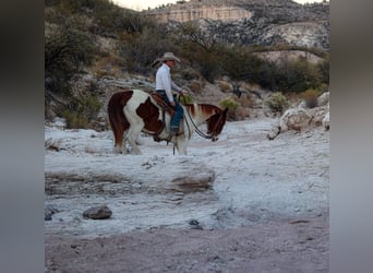 American Quarter Horse, Ruin, 10 Jaar, 152 cm, Tobiano-alle-kleuren