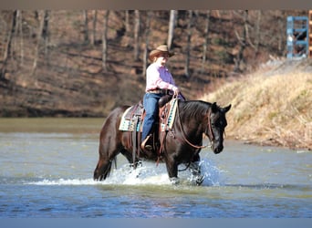American Quarter Horse, Ruin, 10 Jaar, 152 cm, Zwart