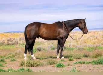 American Quarter Horse, Ruin, 10 Jaar, 155 cm, Brauner