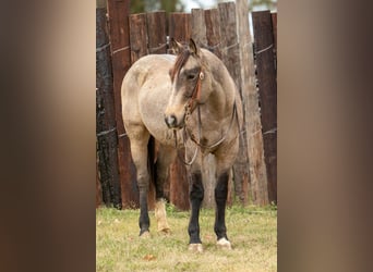 American Quarter Horse, Ruin, 10 Jaar, 155 cm, Buckskin