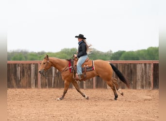American Quarter Horse, Ruin, 10 Jaar, 155 cm, Buckskin