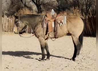 American Quarter Horse, Ruin, 10 Jaar, 155 cm, Buckskin