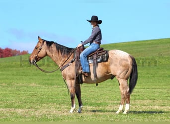 American Quarter Horse, Wallach, 10 Jahre, 155 cm, Buckskin