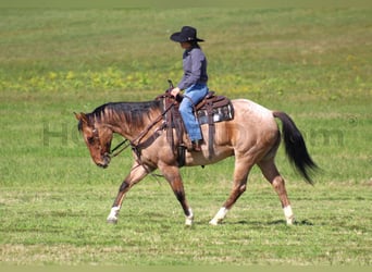 American Quarter Horse, Wallach, 10 Jahre, 155 cm, Buckskin