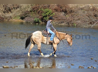 American Quarter Horse, Wallach, 10 Jahre, 155 cm, Buckskin