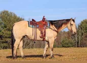 American Quarter Horse, Ruin, 10 Jaar, 155 cm, Buckskin