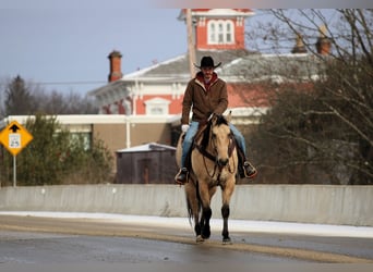 American Quarter Horse, Ruin, 10 Jaar, 155 cm, Buckskin